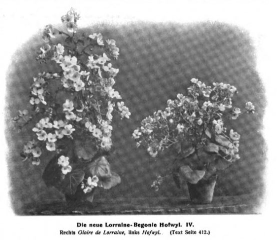 B. ‘Hofwyl’